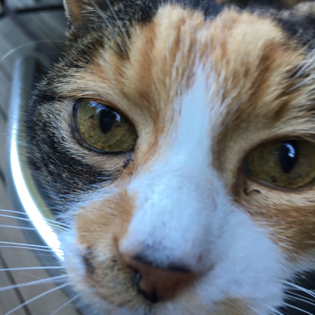 Katze von <<nshe